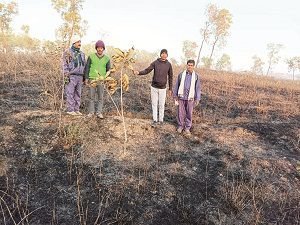 अनगड़ा में लाखों के कीमती पौधे जलकर नष्ट