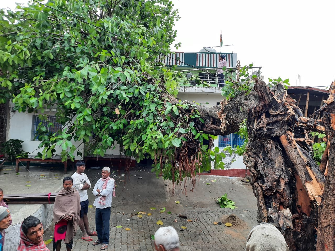 राजद नेता विनय कुशवाहा के आवास पर गिरा विशाल बरगद का पेड़