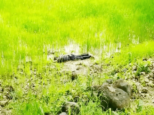 खेत से संदिग्ध हालत में मिला टुल्लू का शव
