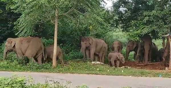 जंगली हाथियों के झुंड ने गांव में मचाया जमकर उत्पात