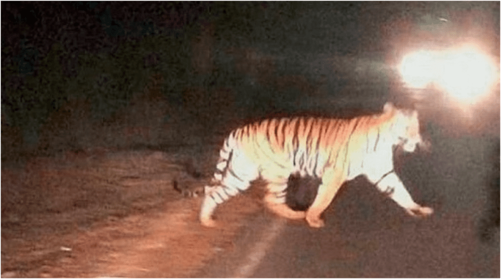 खुले में घूमता दिखा बाघ