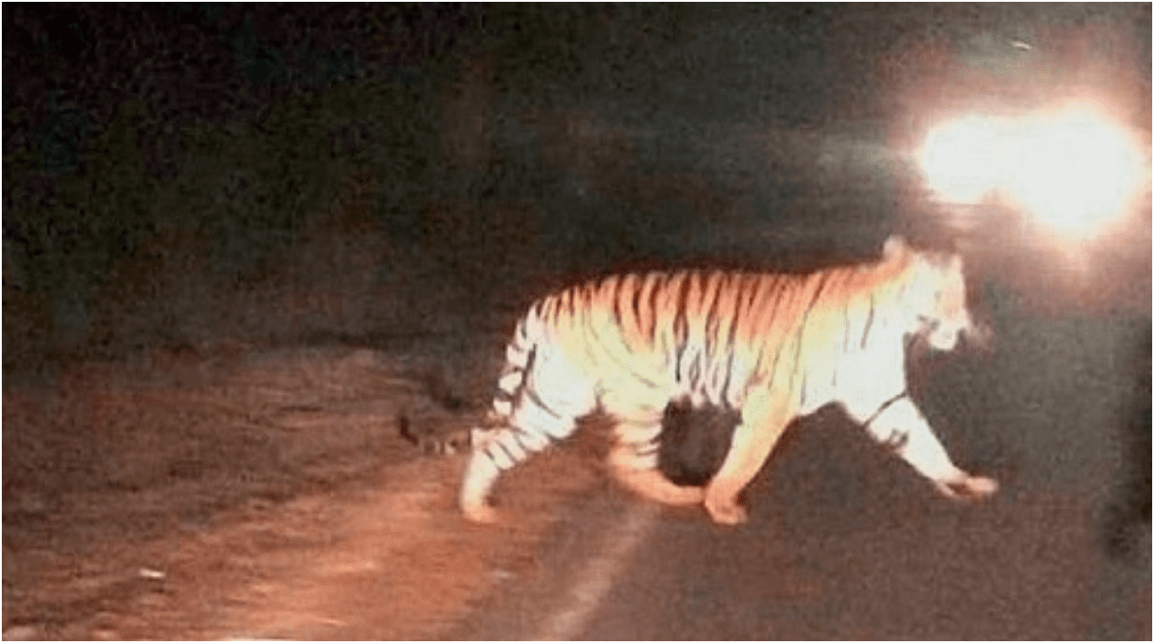 खुले में घूमता दिखा बाघ