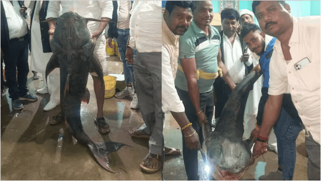 40 Kg fish in bihar