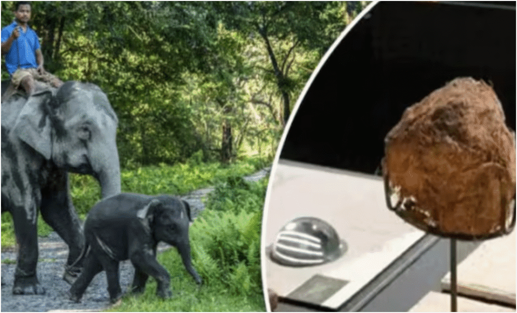 elephant dung laddu china, हाथी गोबर का लड्डू, viral weird food china, elephant dung dishes china, ₹50000 thali china, Chinese strange food news, elephant poop sweet, viral Chinese food trends, हाथी गोबर से बनी मिठाई, strange food items in asia
