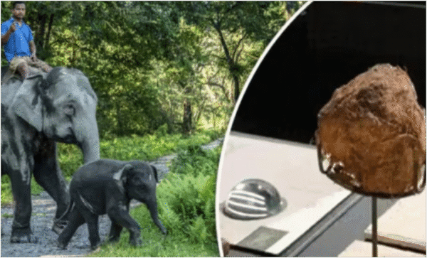 elephant dung laddu china, हाथी गोबर का लड्डू, viral weird food china, elephant dung dishes china, ₹50000 thali china, Chinese strange food news, elephant poop sweet, viral Chinese food trends, हाथी गोबर से बनी मिठाई, strange food items in asia