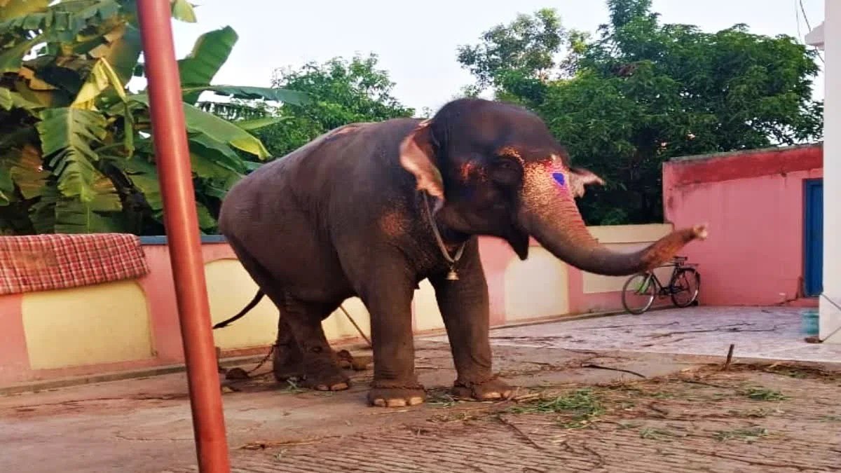 पलामू से लापता एक करोड़ की हथिनी छपरा में मिली, तीन आरोपियों ने 27 लाख में बेची थी।