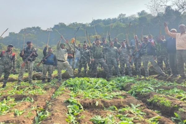 हजारीबाग पुलिस का बड़ा अभियान: 70 एकड़ अफीम की अवैध खेती नष्ट की गई।
