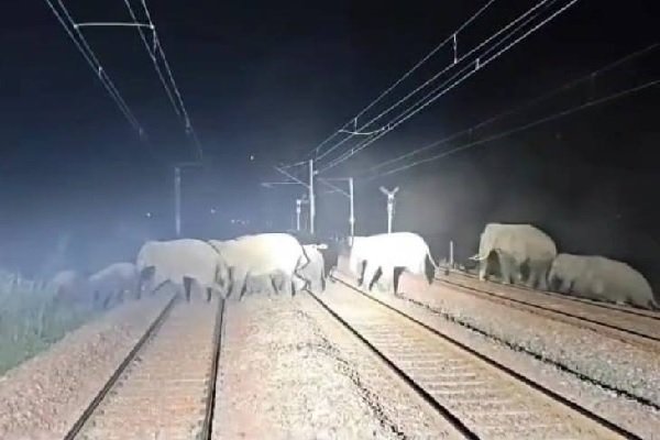 हाथियों