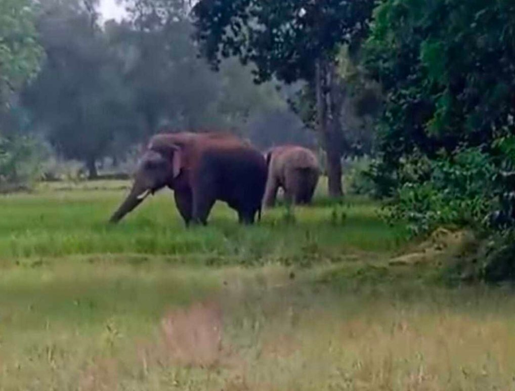 Elephant