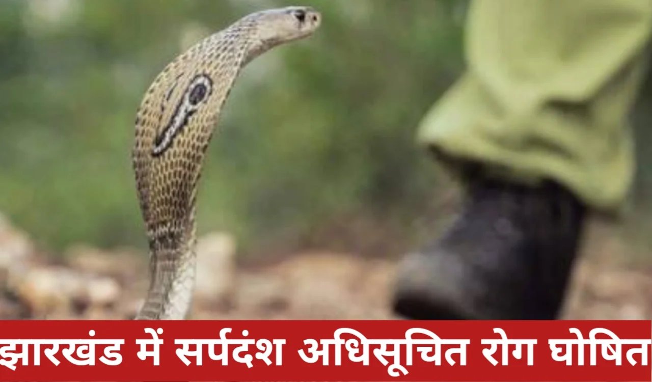 झारखंड में सर्पदंश को अधिसूचित रोग घोषित, रिपोर्टिंग अब अनिवार्य