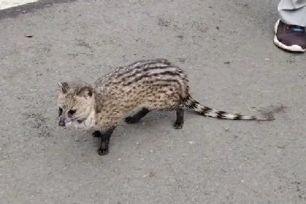 पाकुड़ में सिवेट के आगमन से ग्रामीणों में हलचल, चर्चा का विषय बना।