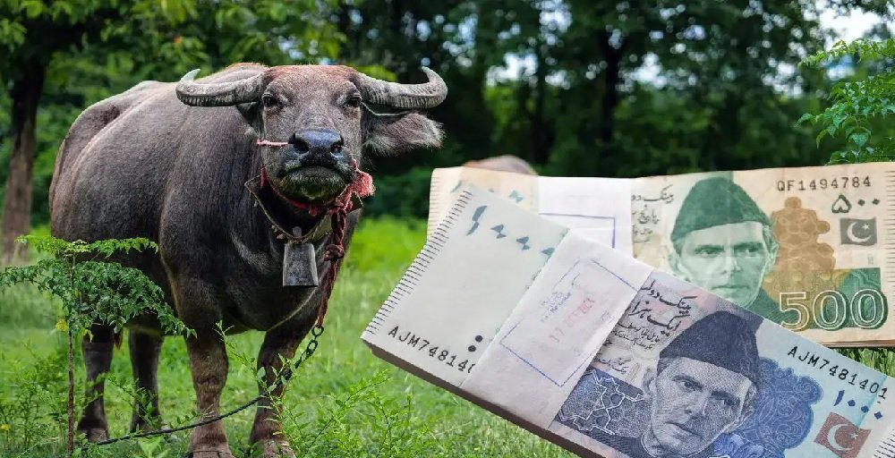 पाकिस्तान में गोबर पर अब लागू होगा टैक्स