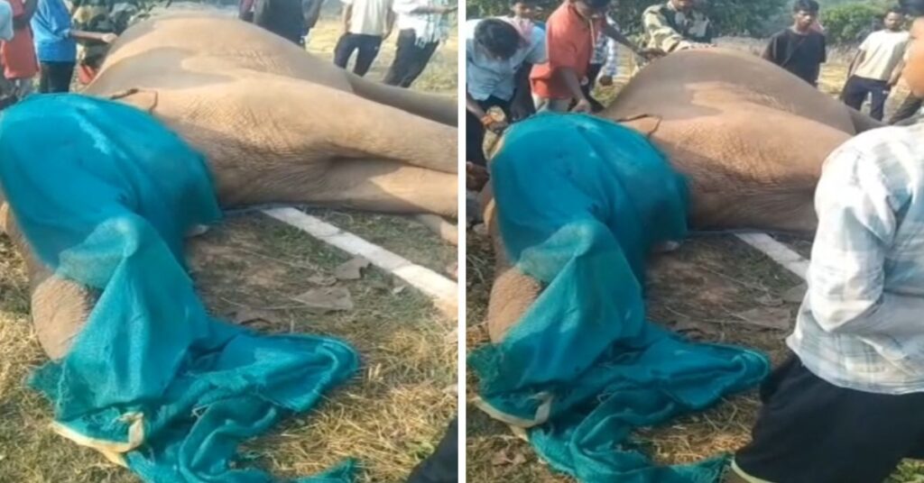 Chaibasa Elephant Death : दंतैल हाथी की मौत, जांच में जुटा वन विभाग, करंट लगने से मौत की आशंका
