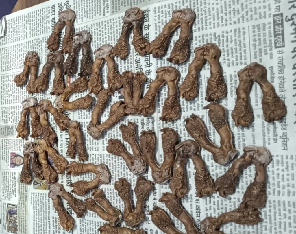 रांची में मॉनिटर लिजार्ड के अंगों की तस्करी का भंडाफोड़, भाजपा नेता राजीव रंजन मिश्रा समेत तीन गिरफ्तार