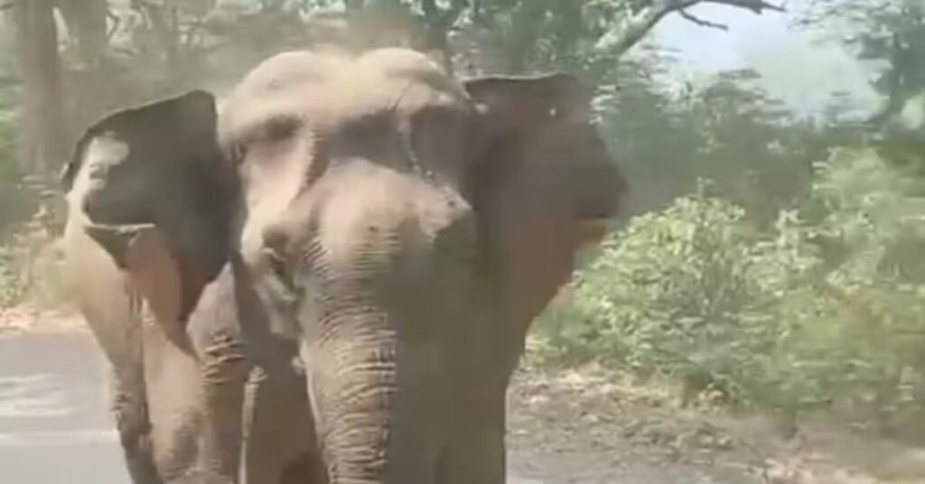 Hazaribagh Elephant Attack : हजारीबाग के बरही में हाथियों ने ग्रामीण को कुचलकर मार डाला, पहाड़ की तलहटी में मिला शव