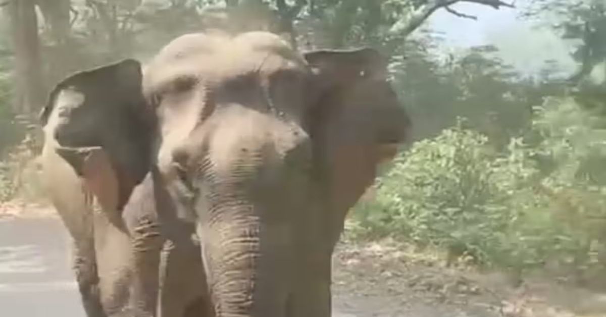 Hazaribagh Elephant Attack : हजारीबाग के बरही में हाथियों ने ग्रामीण को कुचलकर मार डाला, पहाड़ की तलहटी में मिला शव