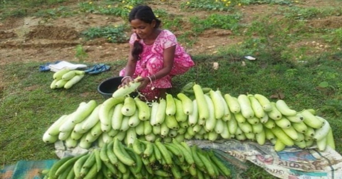 Chaibasa News : 1.4 एकड़ की खेती से बदली रोयबारी पूर्ति की किस्मत, बनीं आत्मनिर्भर महिला कृषक