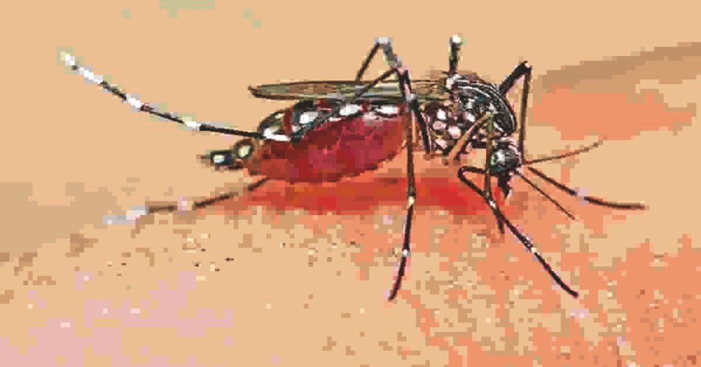 Jamshedpur Health News: जमशेदपुर में मलेरिया का कहर, बोड़ाम में एक बच्ची की मौत; परिवार के दो बच्चे MGM अस्पताल में भर्ती