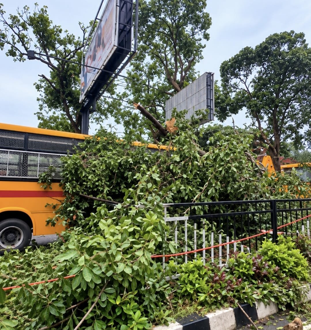 लगातार बारिश से शहर के कई इलाकों में गिरे पेड़